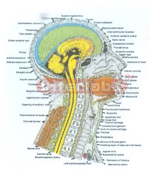 HUMAN SAGITTAL SECTION OF THE HEAD AND NECK MODEL